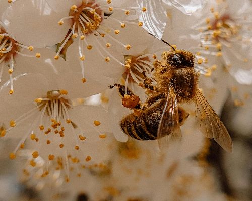 Allergies de printemps : vos yeux en première ligne
